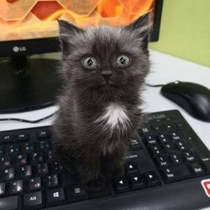 Meet your Posher, Gillian